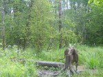 imag0042-lo-samka-0-mov_s