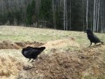 imag0042-vorony-klara-i-k
