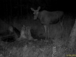 imag0046-lo-samka-0-mov_s