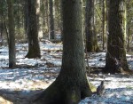 imag0046-ryabchik-000087-
