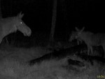 imag0047-lo-troe-0-mov_sn