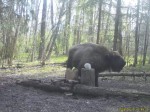 imag0048-zu-cheshitsya-0-