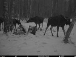 imag0049-lo-4-samka-i-tel