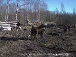 imag0050-zu-i-pokrys0