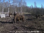imag0050-zu-i-pokryshka-s