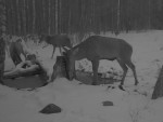imag0051-ol-3-u-odnogo-b-