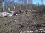 imag0053-zu-6-stado-idet-
