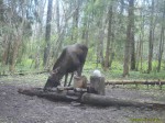 imag0056-lo-samec-o-00031