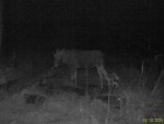 imag0058-lo-telenok-0-000