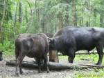 imag0058-zu-stado-0-00008