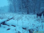 imag0059-lo-samka-i-0