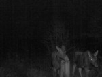 imag0059-lo-samka-i-2