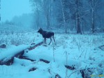 imag0059-lo-samka-i-telen