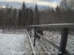 imag0059-zu-i-sinichka-0-