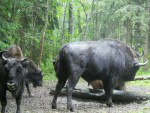 imag0059-zu-s-polomannym-
