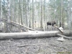 imag0061-lo-0-mov_snapsho