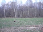 imag0061-orlan-belohvost-