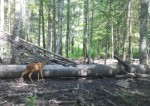 imag0062-ks-kozel-0-00001