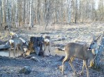 imag0064-ks-3-samki-0-mov