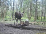 imag0064-lo-samec-0-00006