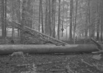 imag0064-volchonok-0-0000