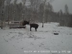 imag0064-zu-0-000077-21-0