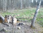 imag0066-ks-samka-0-mov_s
