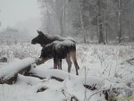 imag0066-lo-samka-i-telen