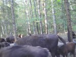 imag0069-zu-stado-i-telen