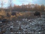 imag0079-zu-2-0-001020-20