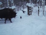 imag0082-zu-2-i-vorony-0-