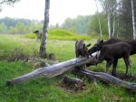 imag0083-lo-troe-0-mov_sn