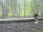 imag0083-medvezhonok-00-0