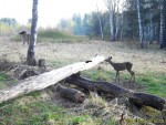 imag0084-ks-samka-0-mov_s