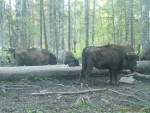 imag0084-zu-stado-0-00117