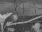 imag0097-ptica-000040-15-