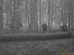 imag0097-zu-stado-idut-0-