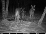 imag0099-lo-samka-i-2-tel