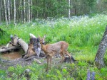 imag0103-ks-samka-i-0