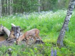 imag0103-ks-samka-i-golub