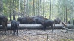 imag0103-zu-stado-i-telet