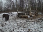 imag0104-zu-2-derutsya-0-