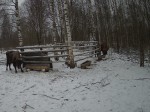 imag0106-zu-shvyryaet-kor