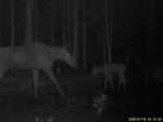 imag0107-lo-samka-i-telen