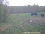 imag0108-ka-13-stado-0-00