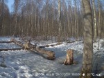 imag0108-ks-kozel-00-0010