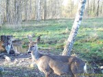 imag0108-ks-samka-00-mov_