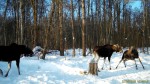 imag0111-lo-dvoe-0-mov_sn