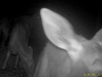 imag0112-lo-samka-i-2-tel