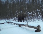 imag0112-lo-samka-stelnay
